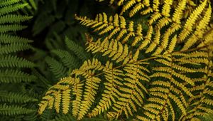 Preview wallpaper fern, leaves, branch, macro, greens