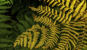 Preview wallpaper fern, leaves, branch, macro, greens