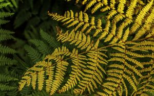 Preview wallpaper fern, leaves, branch, macro, greens