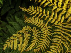 Preview wallpaper fern, leaves, branch, macro, greens