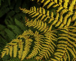 Preview wallpaper fern, leaves, branch, macro, greens