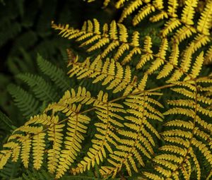 Preview wallpaper fern, leaves, branch, macro, greens