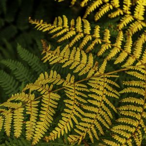 Preview wallpaper fern, leaves, branch, macro, greens