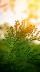 Preview wallpaper fern, leaves, branches, plant, sunlight