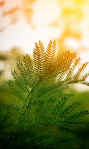 Preview wallpaper fern, leaves, branches, plant, sunlight
