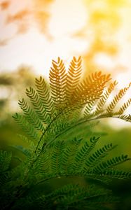 Preview wallpaper fern, leaves, branches, plant, sunlight