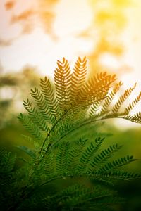 Preview wallpaper fern, leaves, branches, plant, sunlight