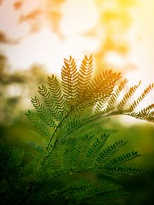 Preview wallpaper fern, leaves, branches, plant, sunlight