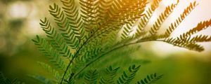 Preview wallpaper fern, leaves, branches, plant, sunlight