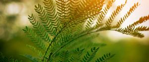 Preview wallpaper fern, leaves, branches, plant, sunlight