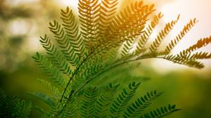 Preview wallpaper fern, leaves, branches, plant, sunlight