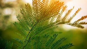 Preview wallpaper fern, leaves, branches, plant, sunlight