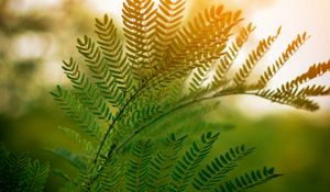 Preview wallpaper fern, leaves, branches, plant, sunlight