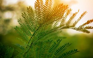 Preview wallpaper fern, leaves, branches, plant, sunlight