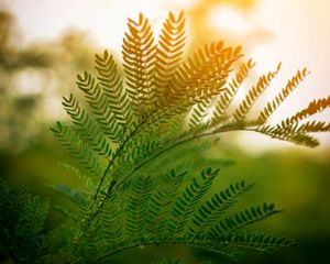 Preview wallpaper fern, leaves, branches, plant, sunlight