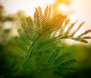 Preview wallpaper fern, leaves, branches, plant, sunlight