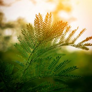 Preview wallpaper fern, leaves, branches, plant, sunlight