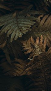 Preview wallpaper fern, leaves, branches, plant, macro