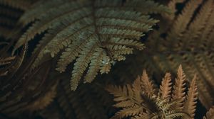 Preview wallpaper fern, leaves, branches, plant, macro