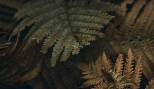 Preview wallpaper fern, leaves, branches, plant, macro