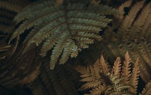 Preview wallpaper fern, leaves, branches, plant, macro