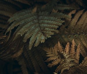 Preview wallpaper fern, leaves, branches, plant, macro