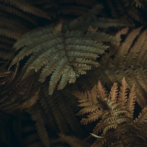 Preview wallpaper fern, leaves, branches, plant, macro