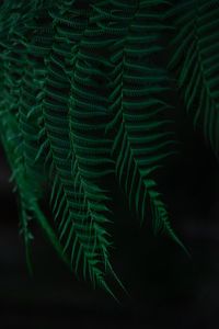 Preview wallpaper fern, leaves, branches, dark