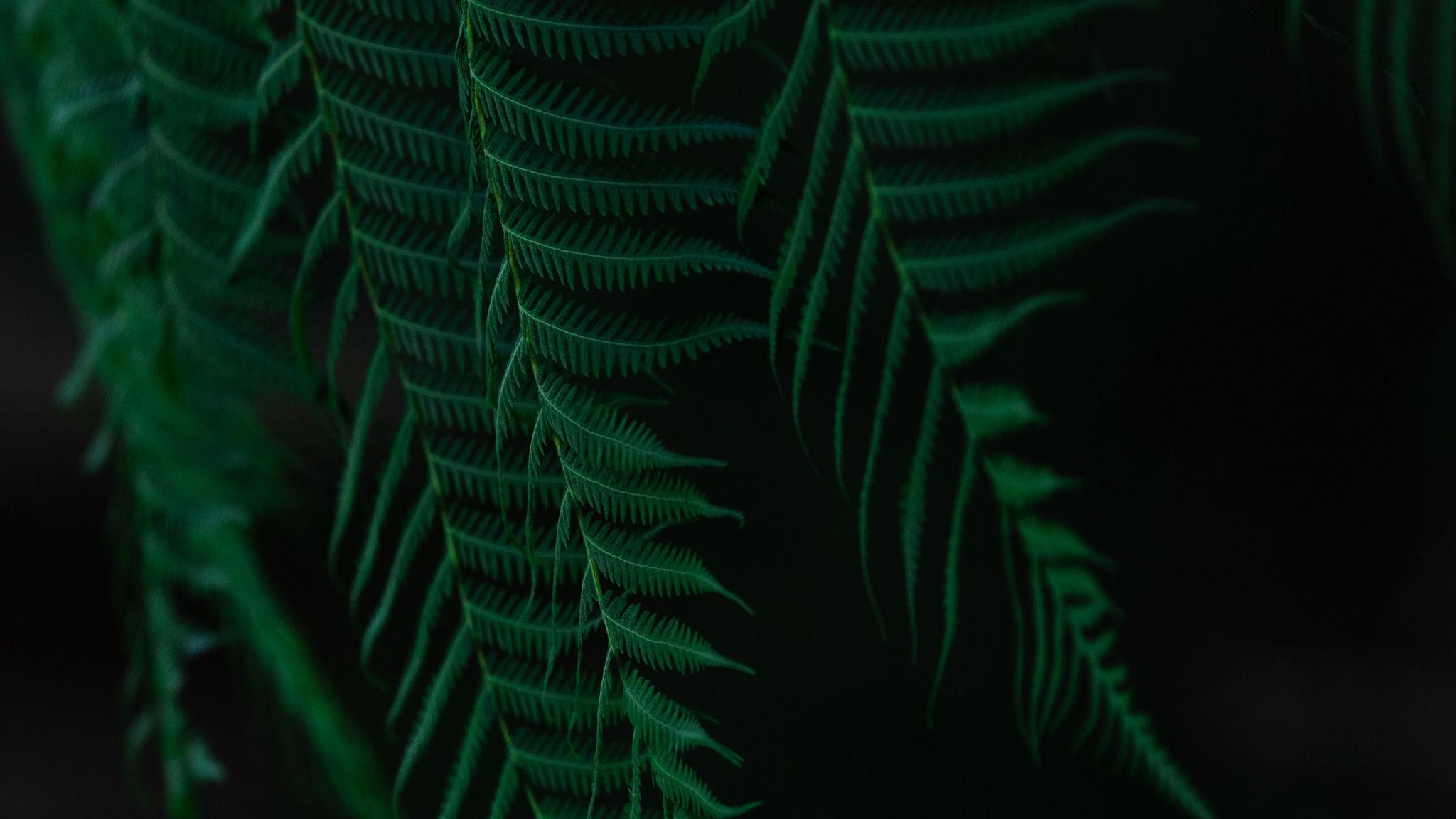 Download wallpaper 2048x1152 fern, leaves, branches, dark ultrawide