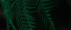 Preview wallpaper fern, leaves, branches, dark