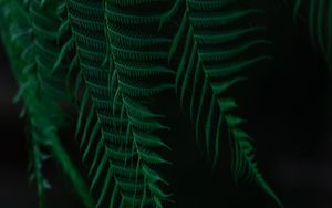 Preview wallpaper fern, leaves, branches, dark
