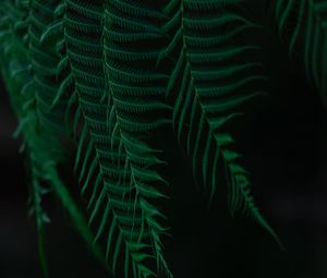 Preview wallpaper fern, leaves, branches, dark