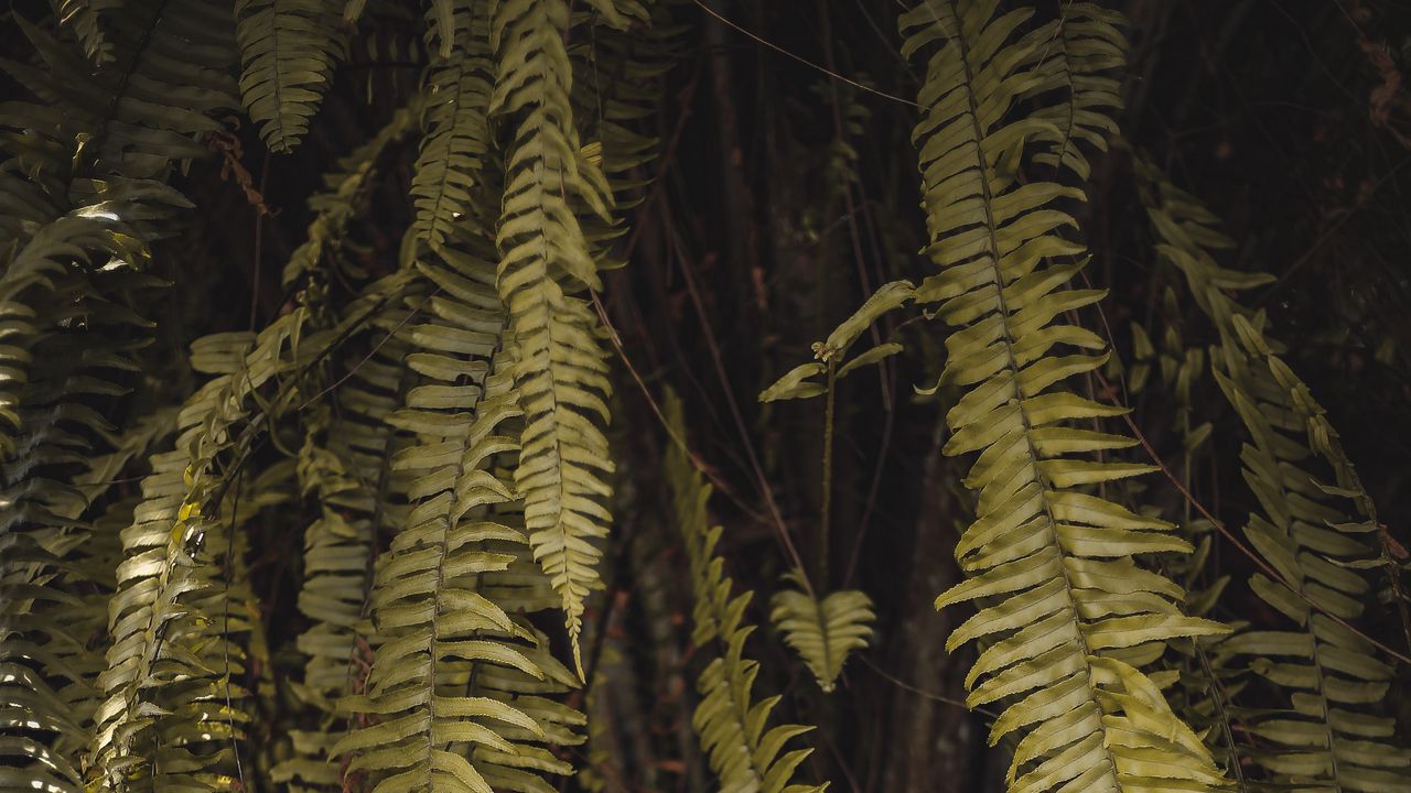 Wallpaper fern, leaves, branches, green