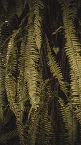 Preview wallpaper fern, leaves, branches, green