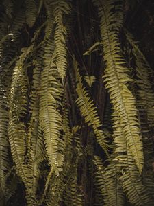 Preview wallpaper fern, leaves, branches, green