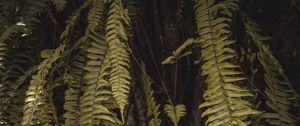 Preview wallpaper fern, leaves, branches, green