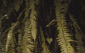 Preview wallpaper fern, leaves, branches, green