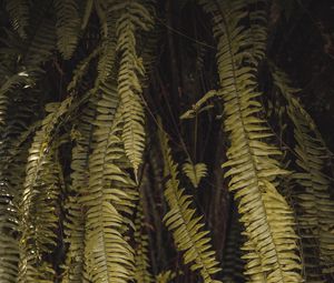 Preview wallpaper fern, leaves, branches, green