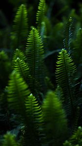 Preview wallpaper fern, leaves, branches, plant, green