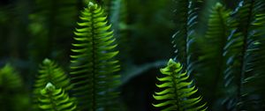 Preview wallpaper fern, leaves, branches, plant, green