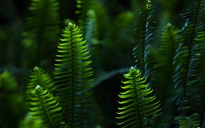 Preview wallpaper fern, leaves, branches, plant, green