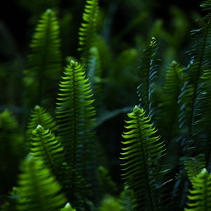 Preview wallpaper fern, leaves, branches, plant, green