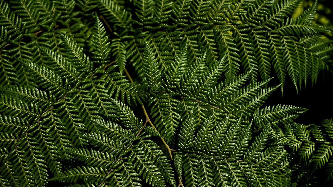 Wallpaper fern, leaves, branches, macro, green