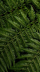 Preview wallpaper fern, leaves, branches, macro, green