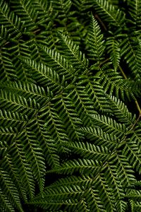 Preview wallpaper fern, leaves, branches, macro, green