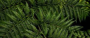 Preview wallpaper fern, leaves, branches, macro, green