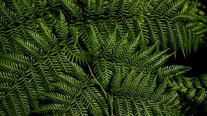 Preview wallpaper fern, leaves, branches, macro, green