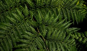 Preview wallpaper fern, leaves, branches, macro, green
