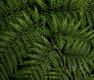 Preview wallpaper fern, leaves, branches, macro, green