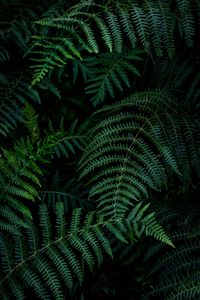 Preview wallpaper fern, leaves, branches, green, macro